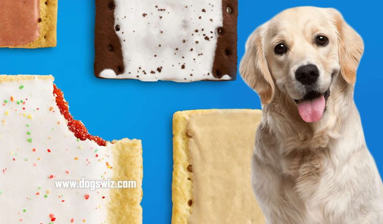 Can Dogs Eat Pop Tarts? Yes, But Consider These Things First!