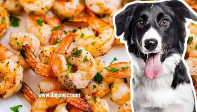 Can Dogs Eat Shrimp? Yes, But Here’s What to Watch Out For!