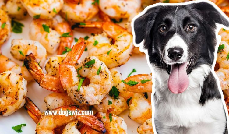 Can Dogs Eat Shrimp? Yes, But Here’s What to Watch Out For!