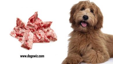 Can Dogs Eat Pork Bones? Here’s Why You Should Never Feed Your Dog Pork Bones