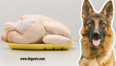 Can Dogs Eat Raw Chicken? The Definitive Guide To This Controversial & Interesting Question