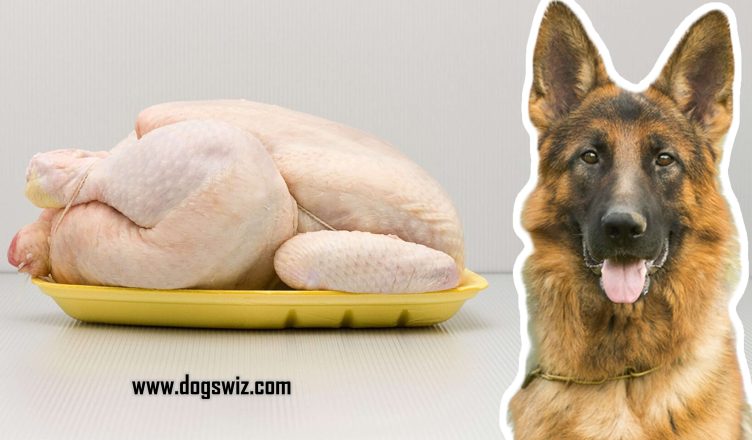 Can Dogs Eat Raw Chicken? The Definitive Guide To This Controversial & Interesting Question