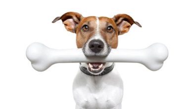 Can Dogs Digest Bones? Surprisingly, No. Here’s Why!