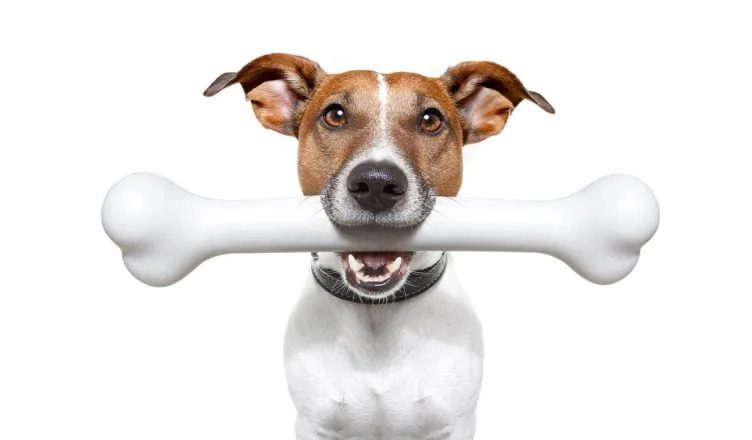 Can Dogs Digest Bones? Surprisingly, No. Here’s Why!