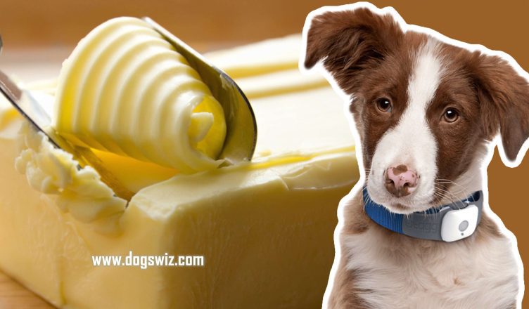 Can Dogs Eat Butter? Side Effects Of Eating Too Much Butter On A Dog’s Health