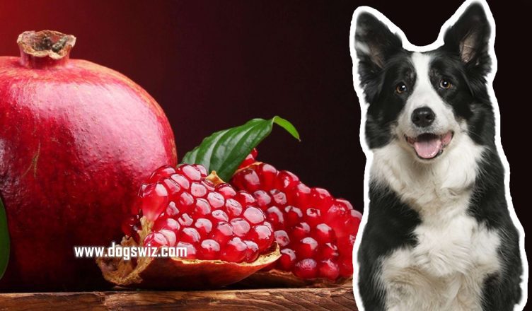 Can Dogs Eat Pomegranate? The Ultimate Guide to Pomegranates for Dogs!
