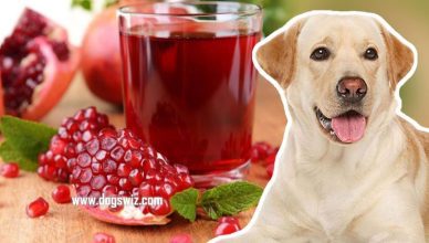 Can Dogs Drink Pomegranate Juice? Yes, But You Should Know This First!