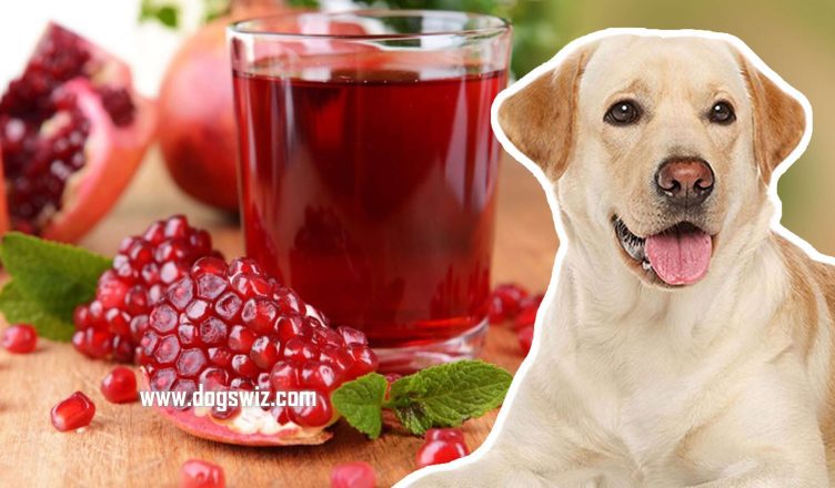 Can Dogs Drink Pomegranate Juice? Yes, But You Should Know This First!