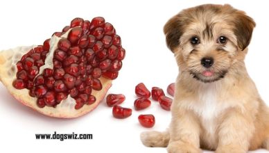Can Dogs Eat Pomegranate Seeds? Here’s How To Feed Pomegranate Seeds to Dogs