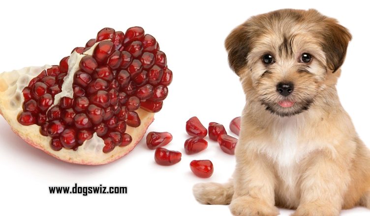 Can Dogs Eat Pomegranate Seeds? Here’s How To Feed Pomegranate Seeds to Dogs
