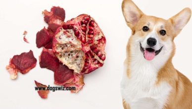 Can Dogs Eat Pomegranate Peels? Yes, But Know These 5 Things First!