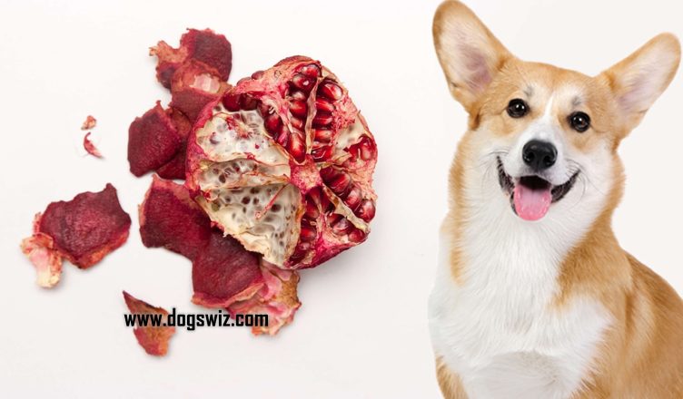 Can Dogs Eat Pomegranate Peels? Yes, But Know These 5 Things First!