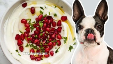 Can Dogs Eat Pomegranate Yogurt? Everything You Need to Know!