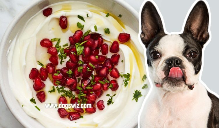 Can Dogs Eat Pomegranate Yogurt? Everything You Need to Know!