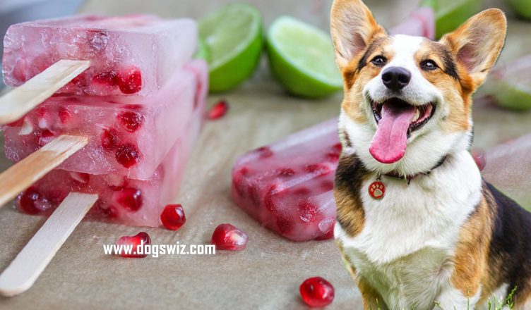 Can Dogs Eat Pomegranate Popsicles? 5 Best Ways to Preserve Pomegranate Popsicles for Dogs