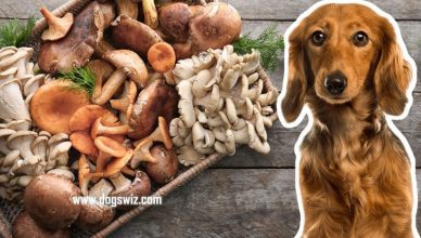 Can Dogs Eat Mushrooms? The Definitive Guide to Safely Feeding Mushrooms to Dogs