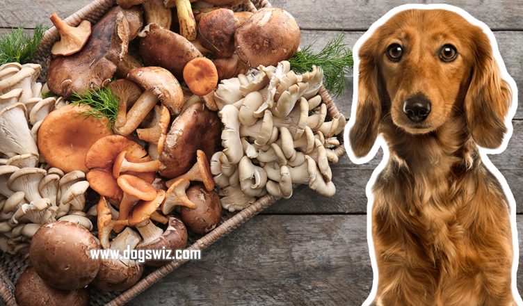 Can Dogs Eat Mushrooms? The Definitive Guide to Safely Feeding Mushrooms to Dogs