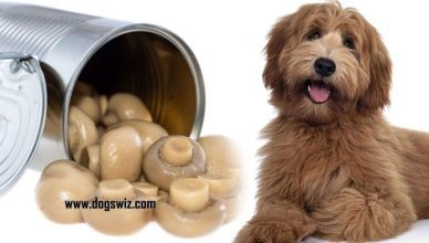 Can Dogs Eat Canned Mushrooms? Here’s What You Should Know About Canned Mushrooms