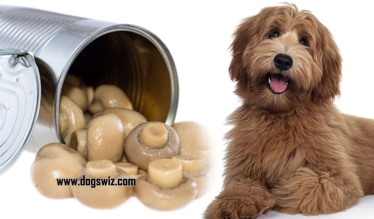 Can Dogs Eat Canned Mushrooms? Here’s What You Should Know About Canned Mushrooms