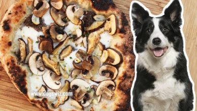 Can Dogs Eat Mushrooms from Pizza? Yes, But Beware of These Ingredients…