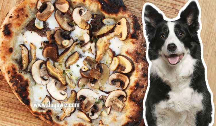 Can Dogs Eat Mushrooms from Pizza? Yes, But Beware of These Ingredients…