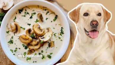 Can Dogs Eat Mushroom Soup? The Perfect Recipe to Safely Prepare Mushroom Soup for Dogs