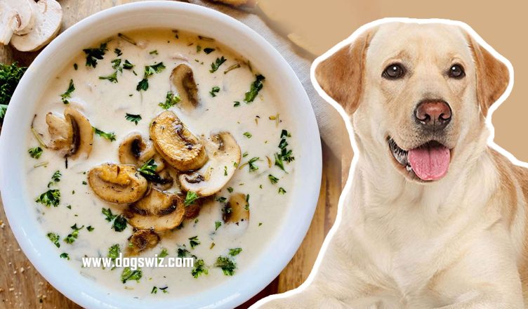 Can Dogs Eat Mushroom Soup? The Perfect Recipe to Safely Prepare Mushroom Soup for Dogs