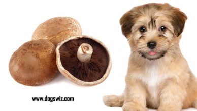 Can Dogs Eat Portobello Mushrooms? 3 Key Things to Know Before Giving Portobello Mushrooms to Dogs