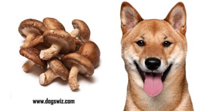 8 Incredible Health Benefits of Feeding Shiitake Mushrooms to Dogs