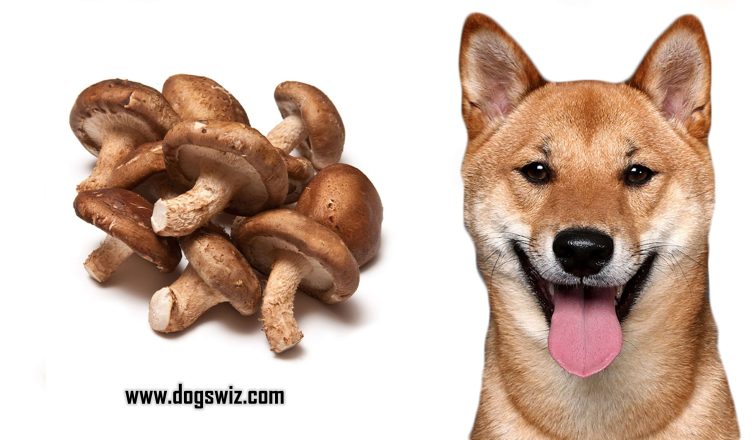 8 Incredible Health Benefits of Feeding Shiitake Mushrooms to Dogs