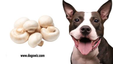 Can Dogs Eat White Button Mushrooms? Everything About White Button Mushrooms for Dogs