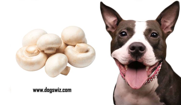 Can Dogs Eat White Button Mushrooms? Everything About White Button Mushrooms for Dogs