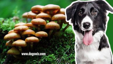 Can Dogs Eat Wild Mushrooms? The Answer Is No, And Here’s Why…