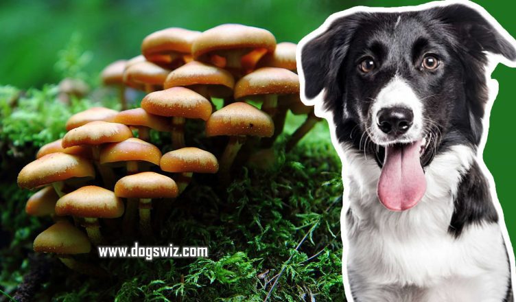 Can Dogs Eat Wild Mushrooms? The Answer Is No, And Here’s Why…