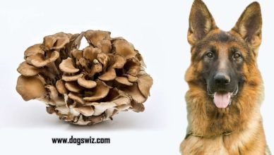 Can Dogs Eat Maitake Mushrooms? Yes! Here Are 7 Amazing Reasons Why…