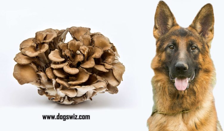 Can Dogs Eat Maitake Mushrooms? Yes! Here Are 7 Amazing Reasons Why…