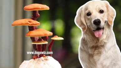 Can Dogs Eat Reishi Mushrooms? 6 Amazing Health Benefits of Reishi Mushrooms to Dogs Explained!