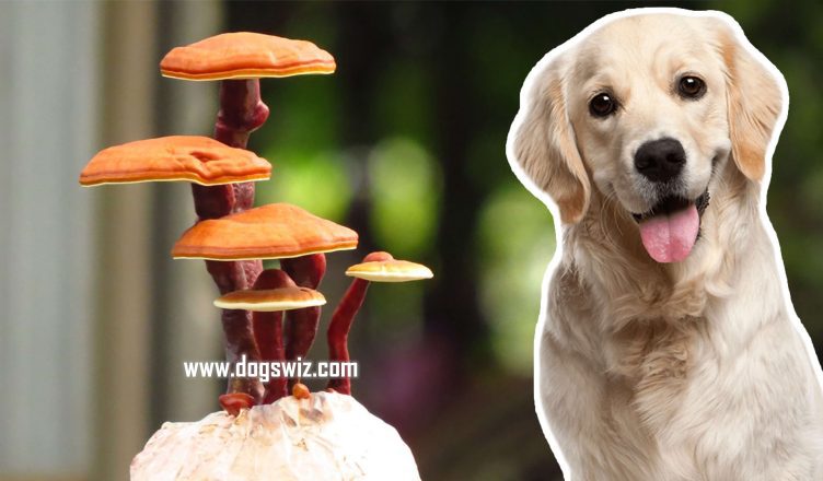 Can Dogs Eat Reishi Mushrooms? 6 Amazing Health Benefits of Reishi Mushrooms to Dogs Explained!