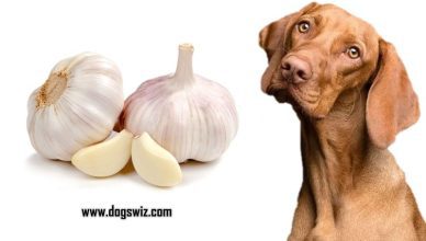 Can Dogs Eat Garlic? Here Are 4 Conditions You Should Be Aware Of