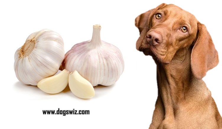 Can Dogs Eat Garlic? Here Are 4 Conditions You Should Be Aware Of