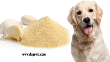 Can Dogs Eat Garlic Powder? No. Here’s What You Need To Know
