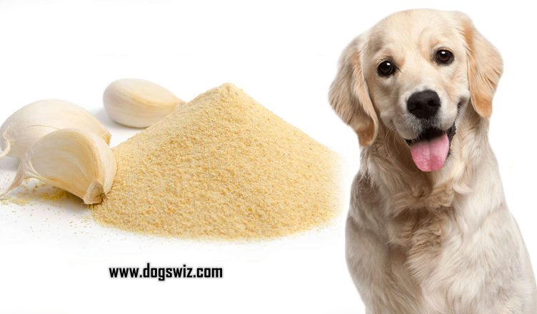 Can Dogs Eat Garlic Powder? No. Here’s What You Need To Know