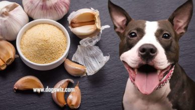 Can Dogs Eat Garlic Salt? A Comprehensive Guide to Garlic Salt for Dogs