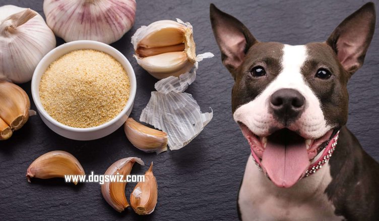 Can Dogs Eat Garlic Salt? A Comprehensive Guide to Garlic Salt for Dogs