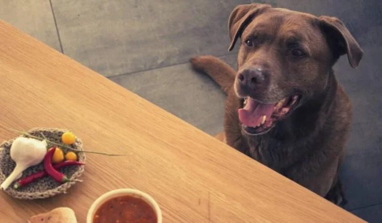 Can Dogs Eat Food With Garlic? Yes. But Know This First.