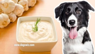 Can Dogs Eat Garlic Sauce? What You Should Know Before Giving Your Dog Garlic Sauce