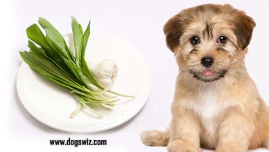 Can Dogs Eat Wild Garlic? Everything You Need To Know About Wild Garlic & Why It Is Bad For Dogs