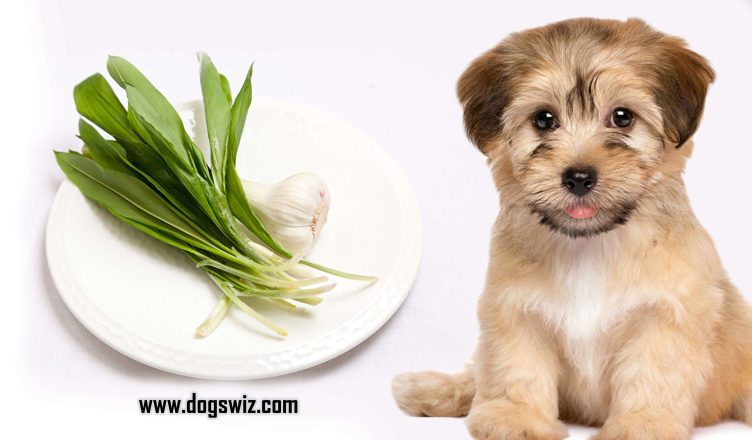 Can Dogs Eat Wild Garlic? Everything You Need To Know About Wild Garlic & Why It Is Bad For Dogs