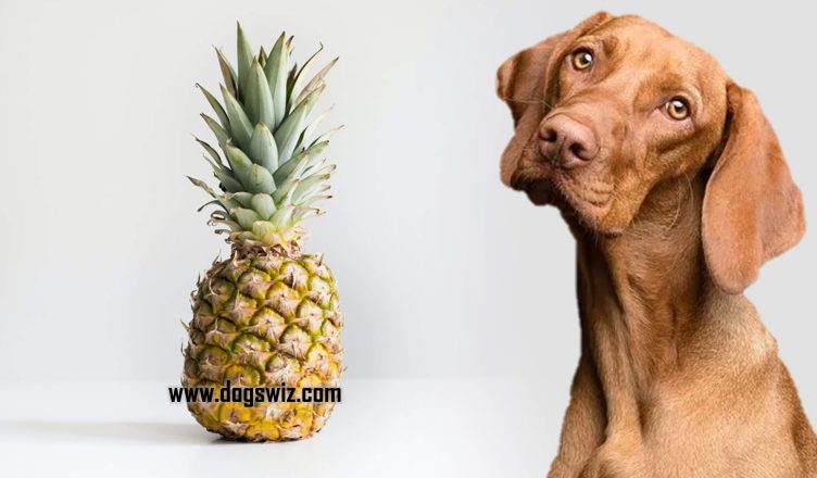 Can Dogs Eat Pineapple? 5 Major Health Benefits of Pineapples to Dogs