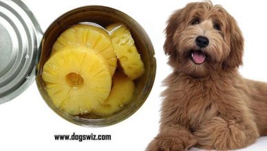 Can Dogs Eat Canned Pineapple? The Answer Is No, And Here Is Why…